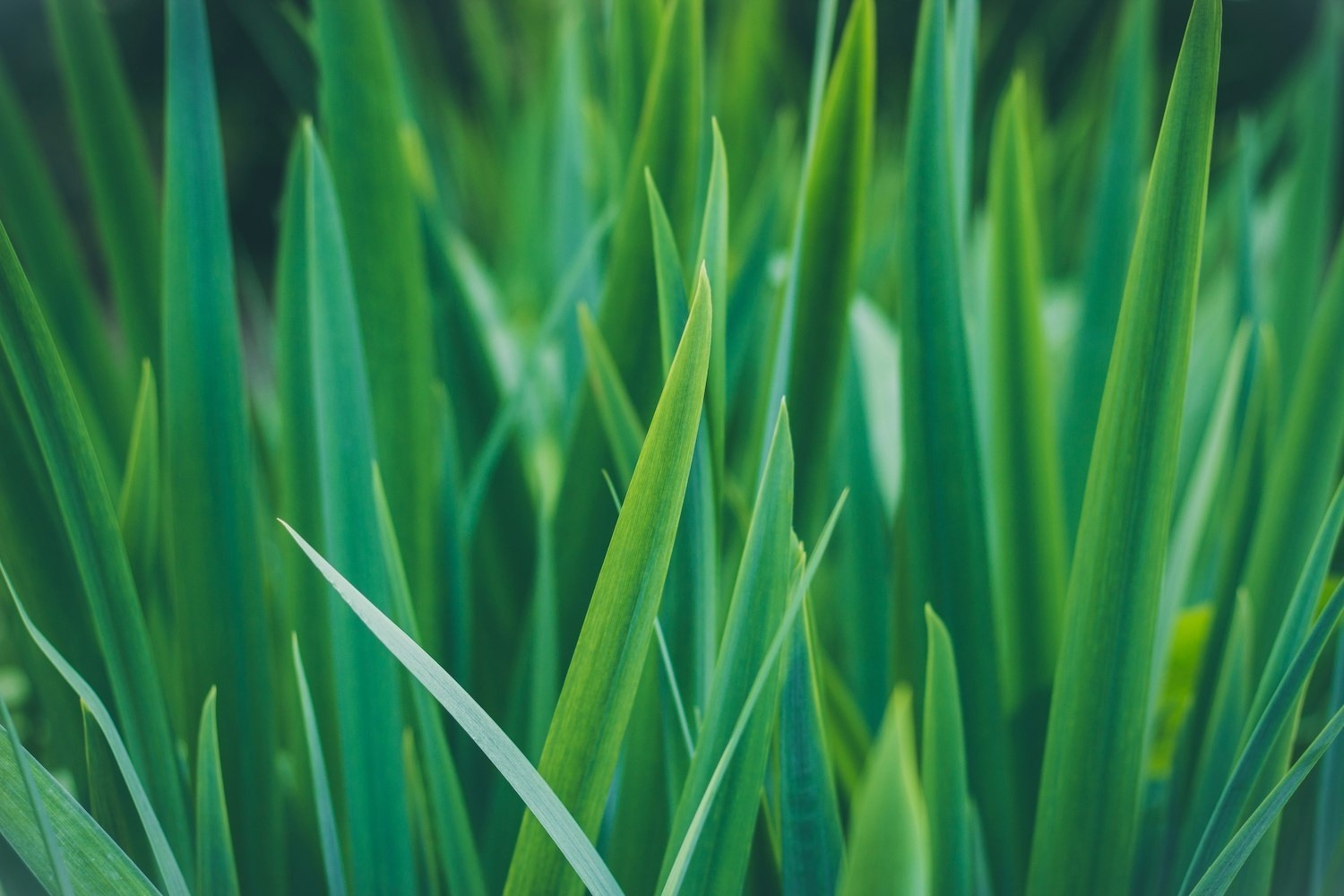 Custom pest control treatments in Aurora, OH protecting lawns from harmful insects