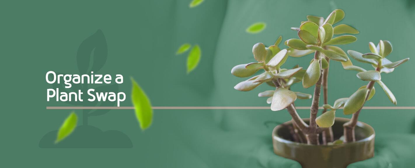 A toned green image with close up shot of someone holding a potted plant in both their hands in front of them, cropped so only their upper torso is visible, with text to the left saying "Organize a plant swap"