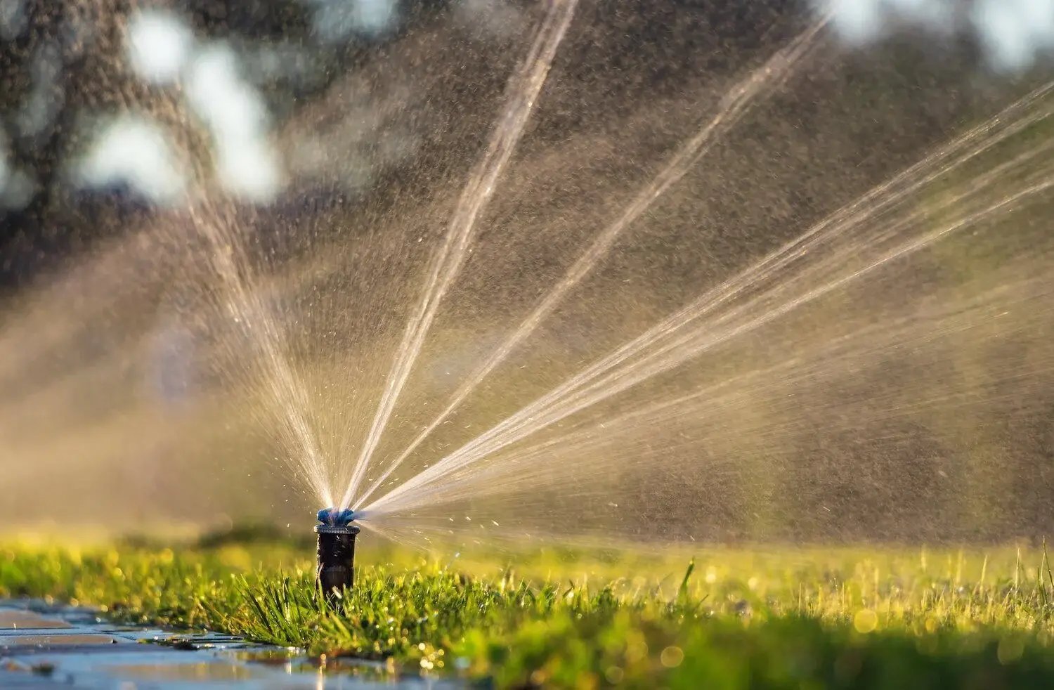 Sprinkler system inspection on a residential lawn