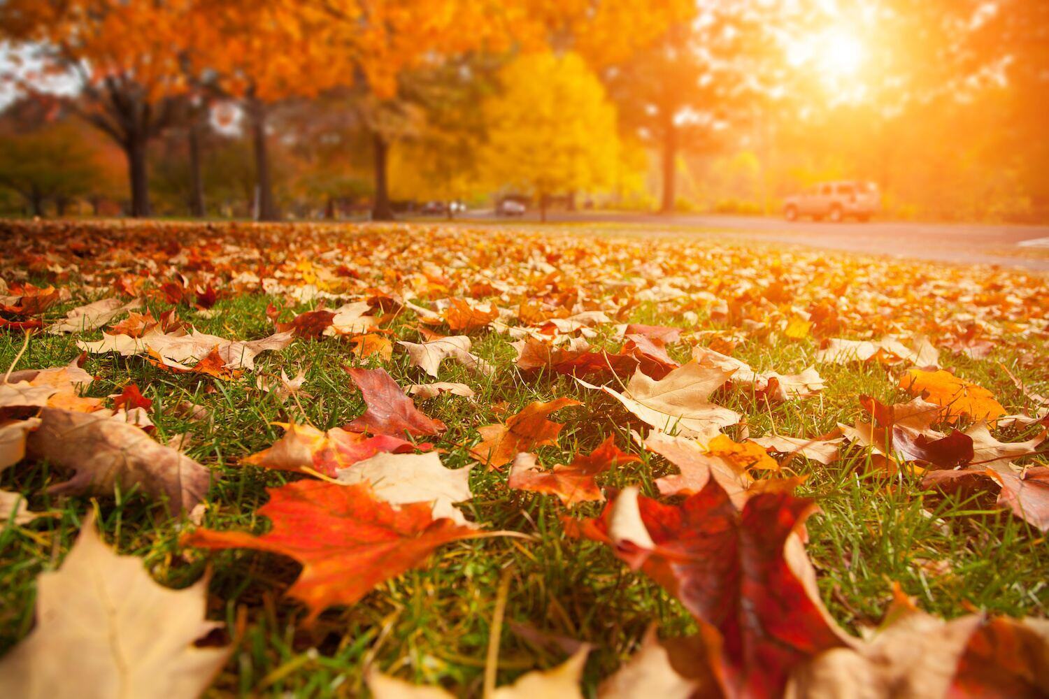 Fall leaf removal in Bainbridge, OH keeping lawns clean and well-maintained-1