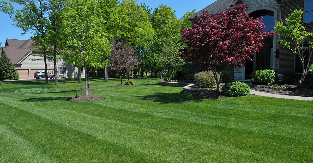 Thick green lawn and landscape at an Ohio home Thick green lawn and landscape at an Ohio home