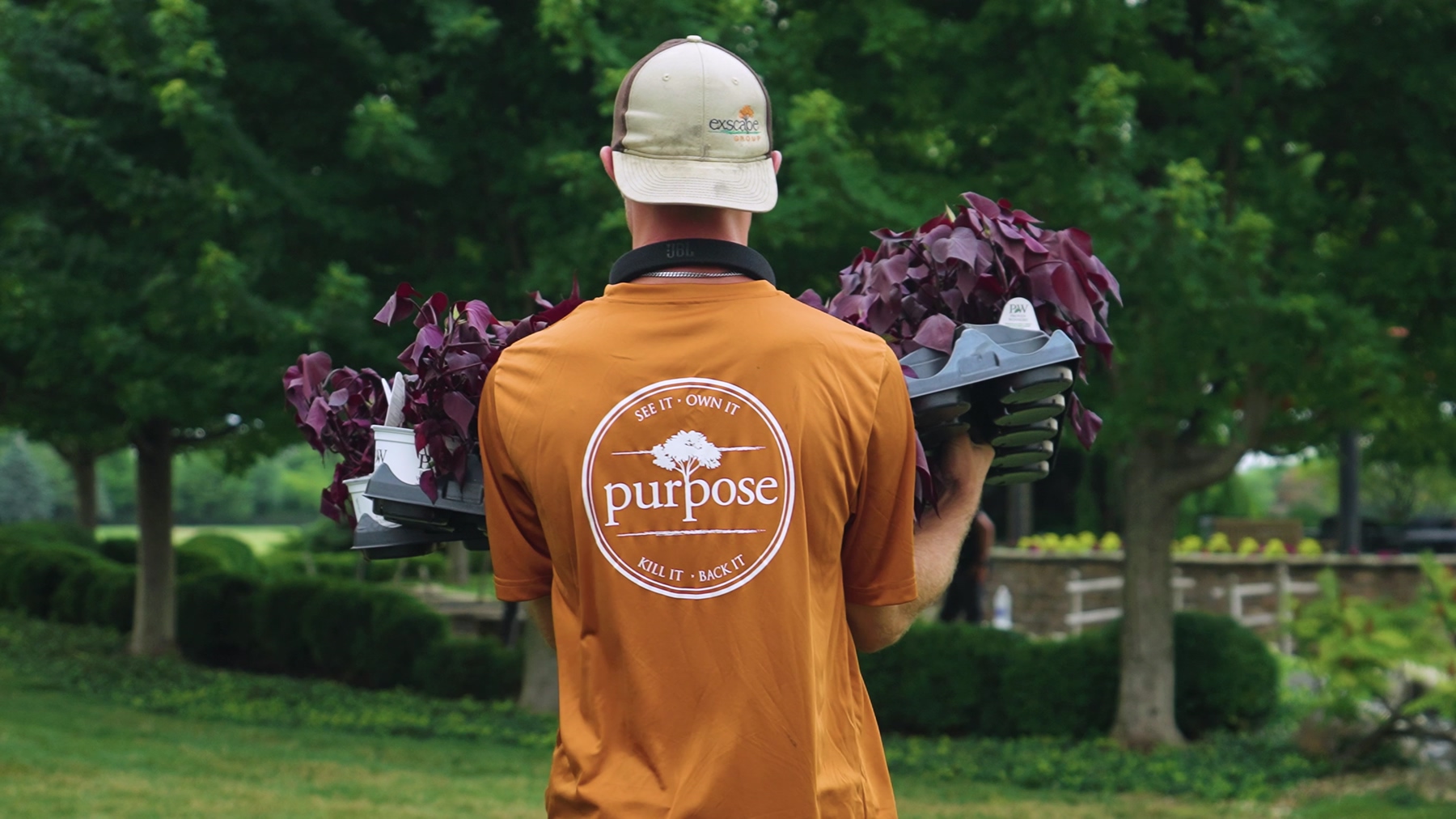 Exscape Group crew member carrying ornamental sweet potato vine plants
