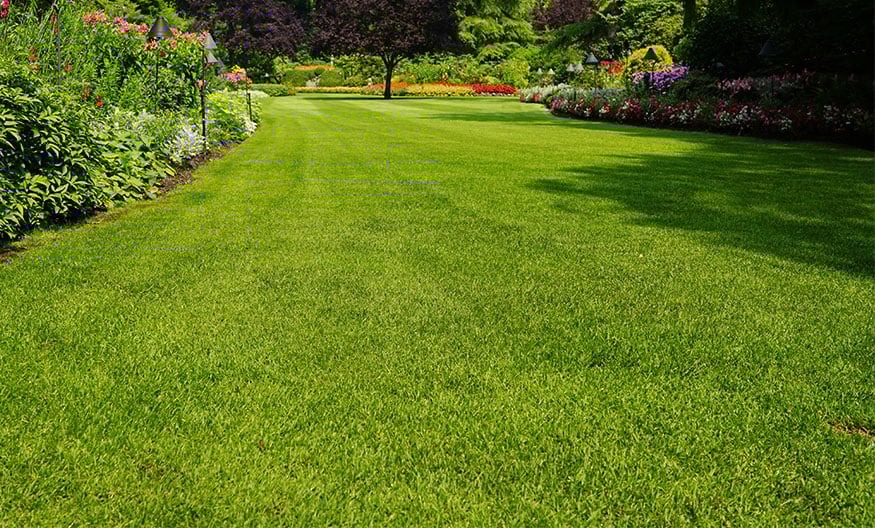personalized-lawn-care-imgsCTA-Common-Myths-1